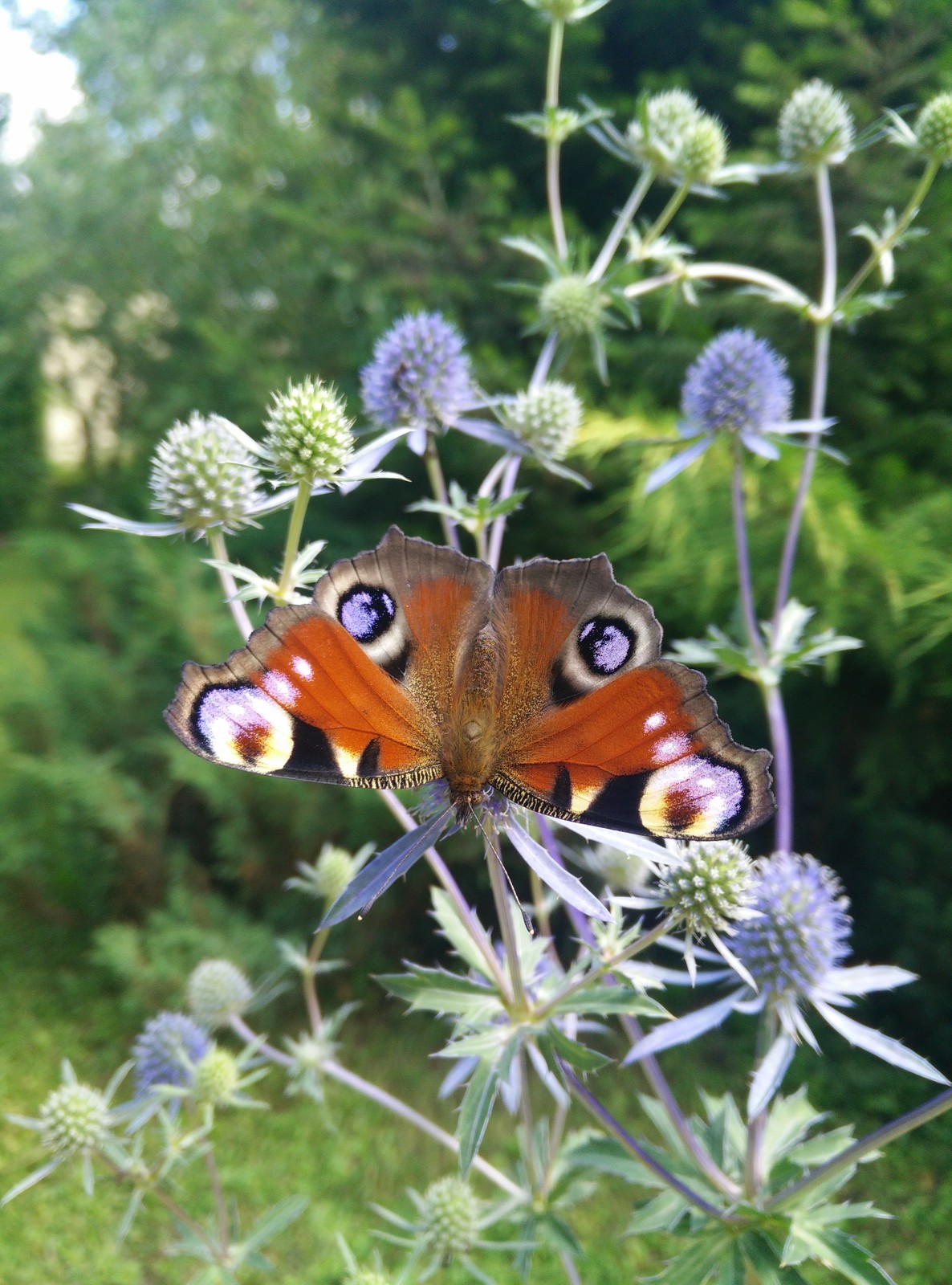 Живой сад: С бабочками, пчелами и жуками — что надо посадить