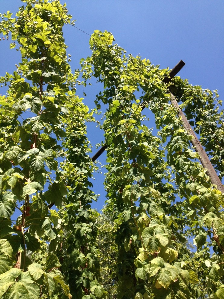 Увей меня нежно: Сажаем вьющиеся растения у забора, беседки и перголы