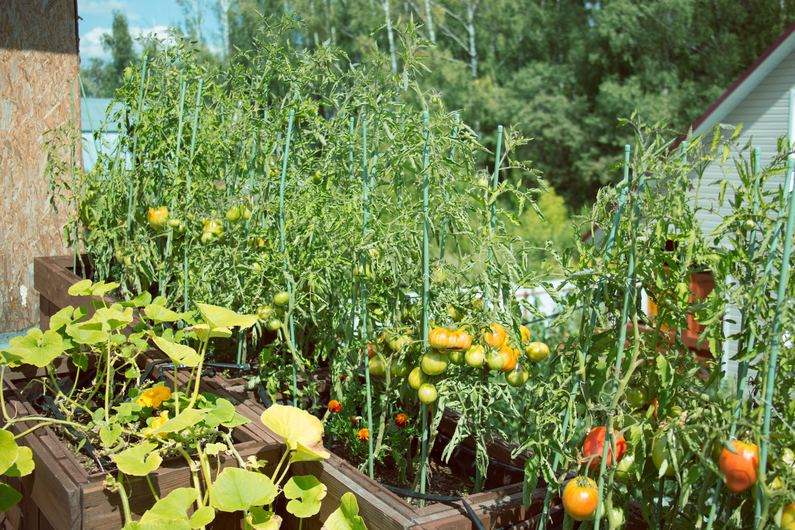 В гостях: Огород на крыше гаража в загородном доме