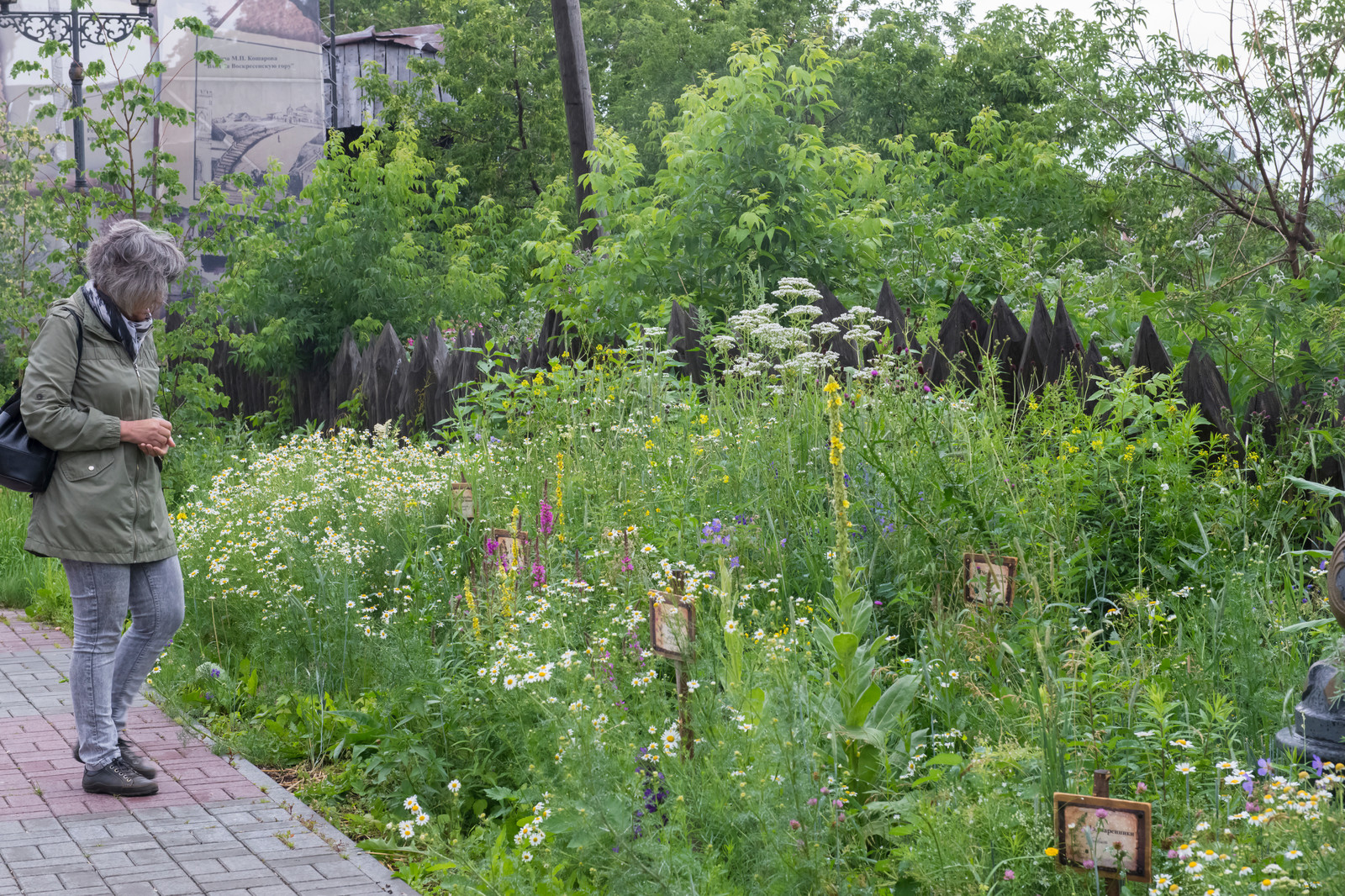 Цветник из аборигенных растений Томской области