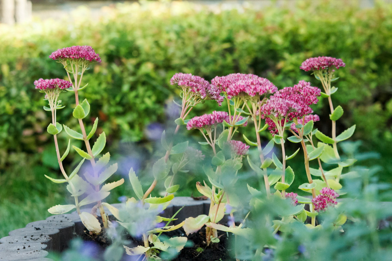 Внутренний дворик таунхауса