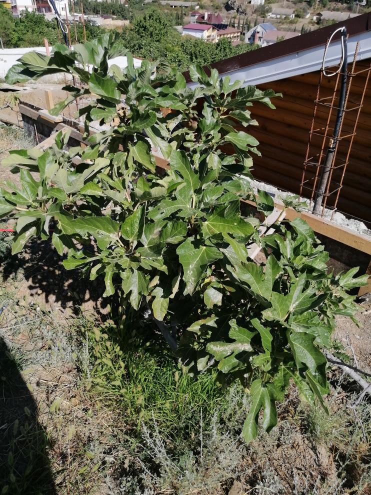 Смоковница