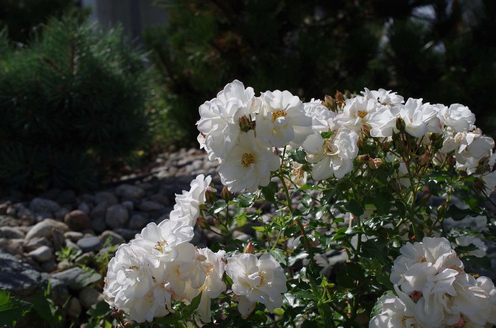 СНЫ О ЧЕМ_ТО БОЛЬШЕМ...