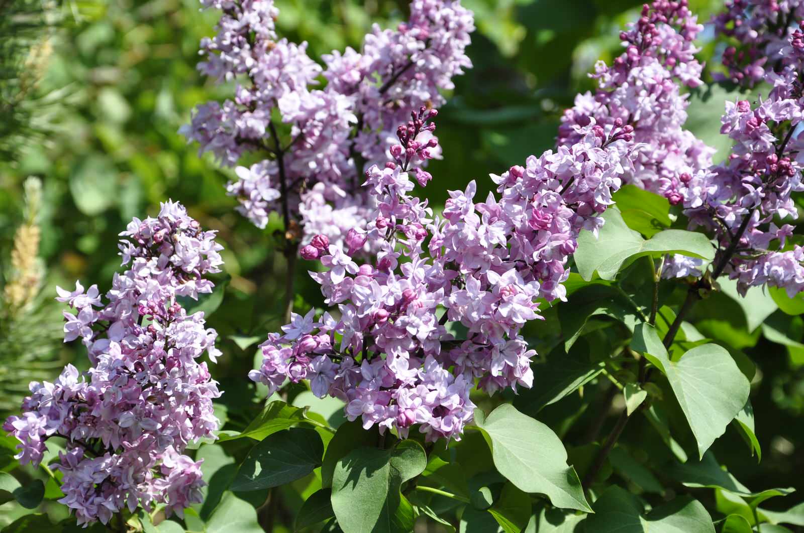 д. Громково - Уход за садом - 100% качество