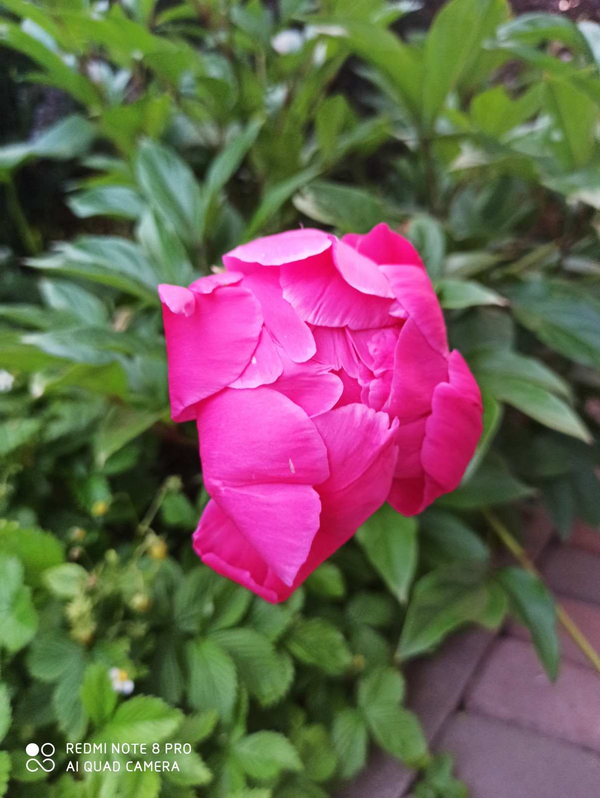 Ландшафт сада в 6 соток.