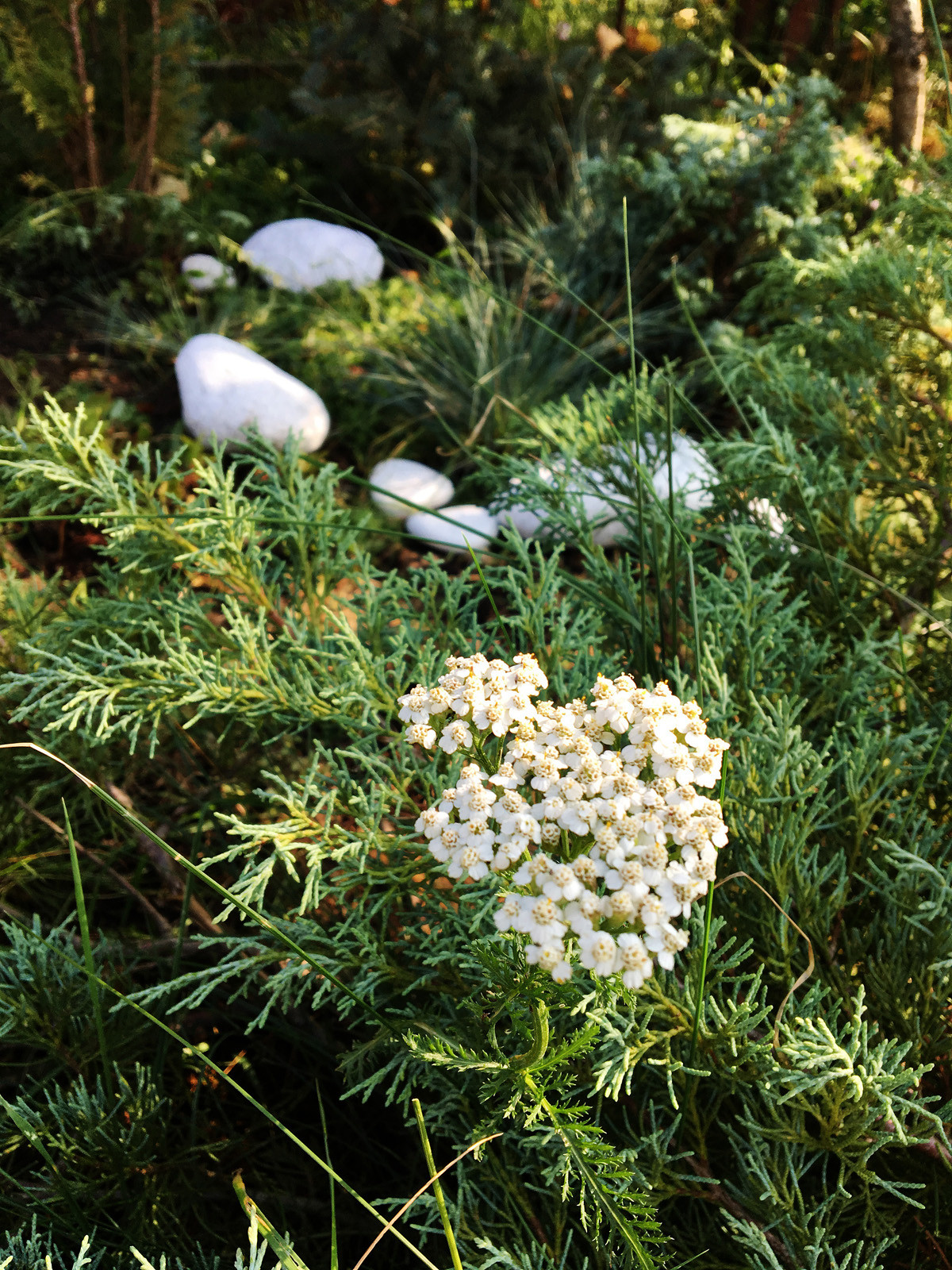 Обложка проекта: Микросады