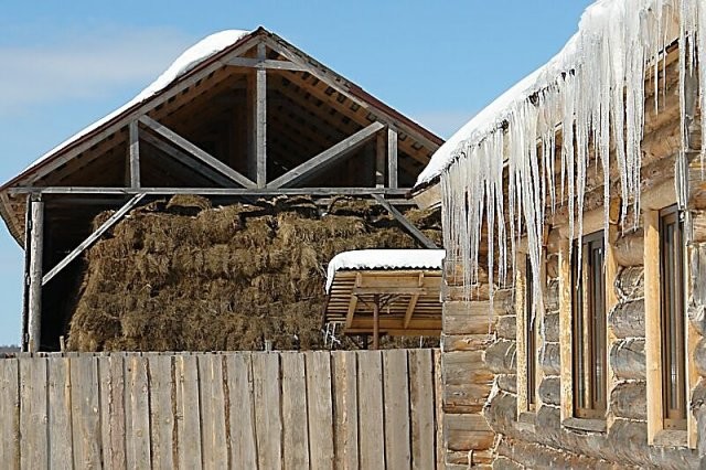 Зима в провинции: Чему учиться на фермах под Москвой