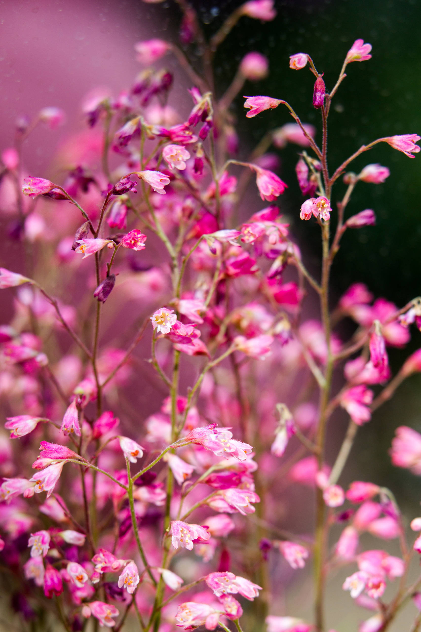 Проект недели: Французский сад на выставке в Москве