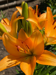 Алиса Бикулова