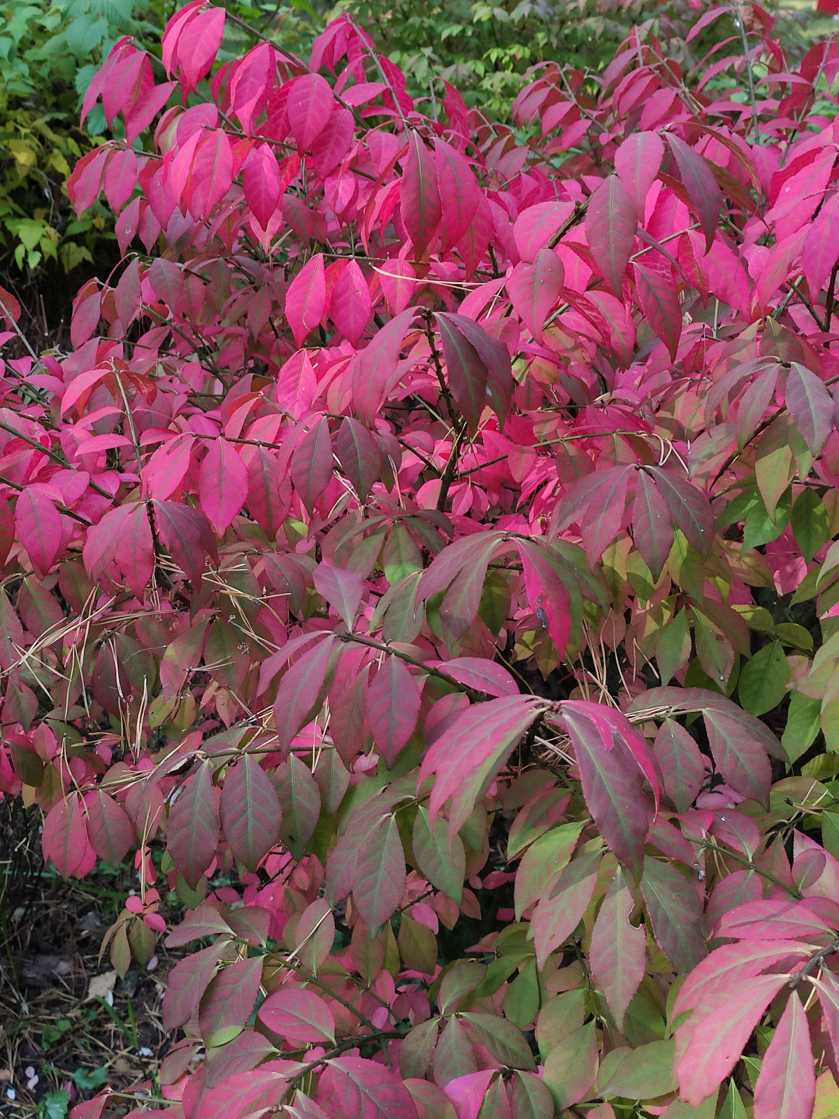 "Дача в Кратово"