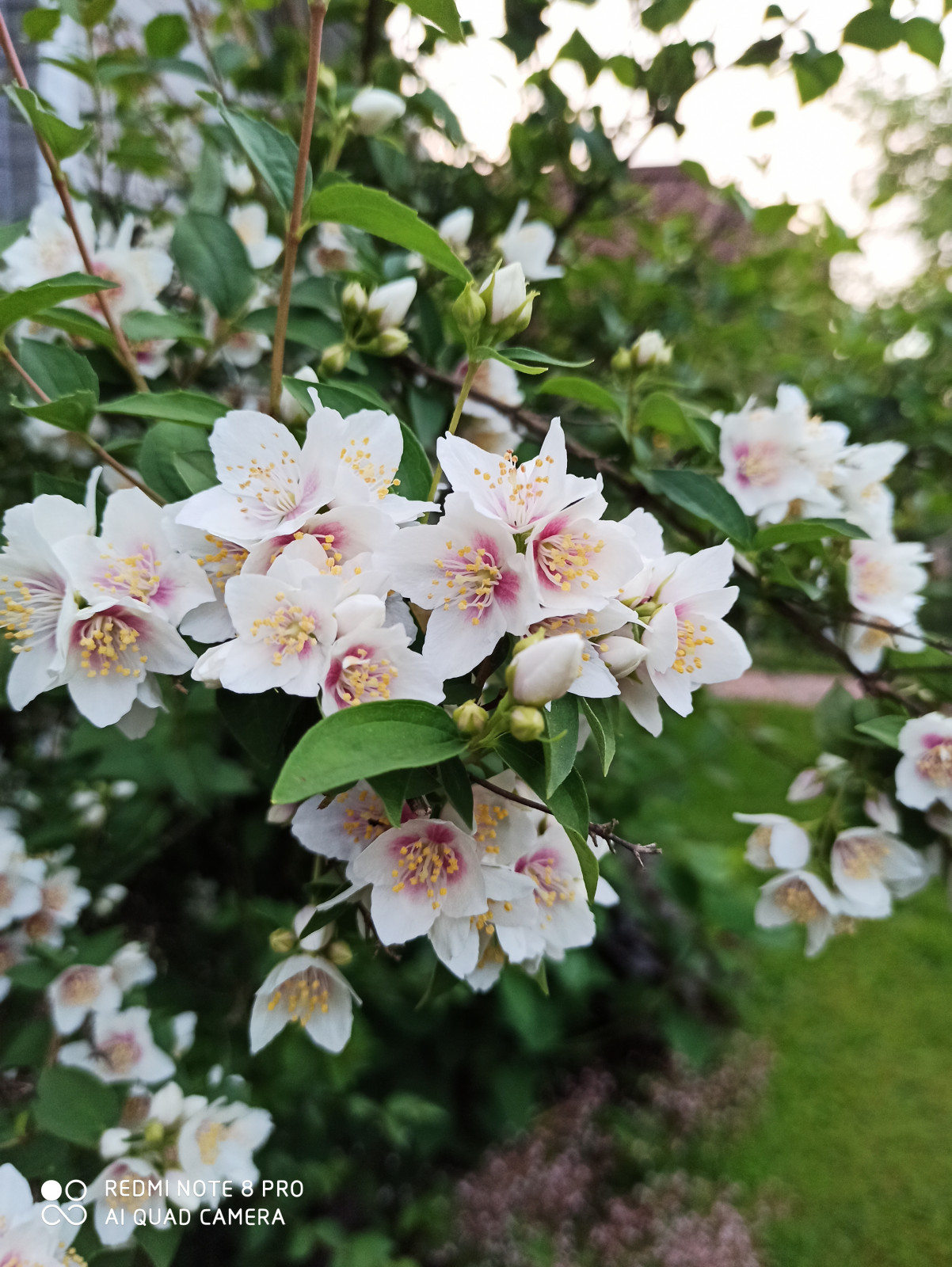 Обложка проекта: Ландшафт сада в 6 соток.
