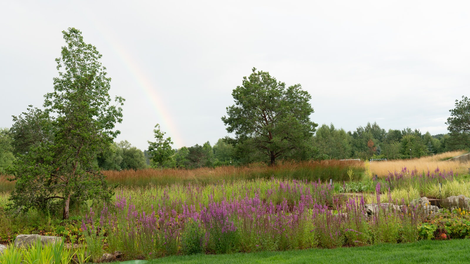 Природный сад. Жуковка XXI век. 2017-2018 гг.