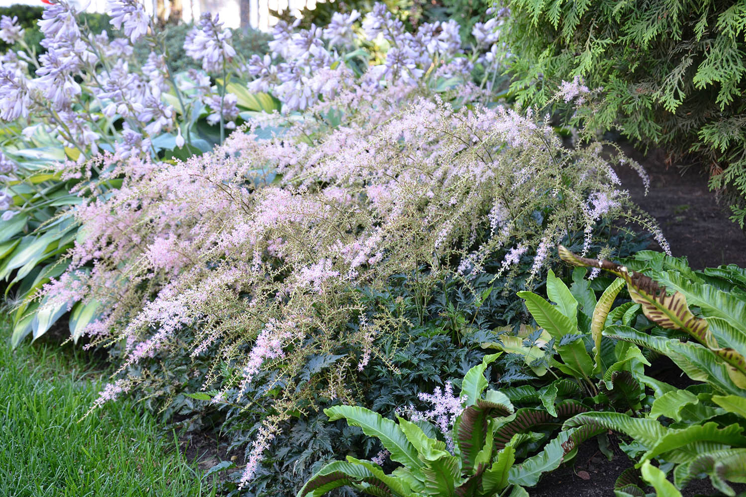 Современный сад в КП "Бенилюкс" вилла 2