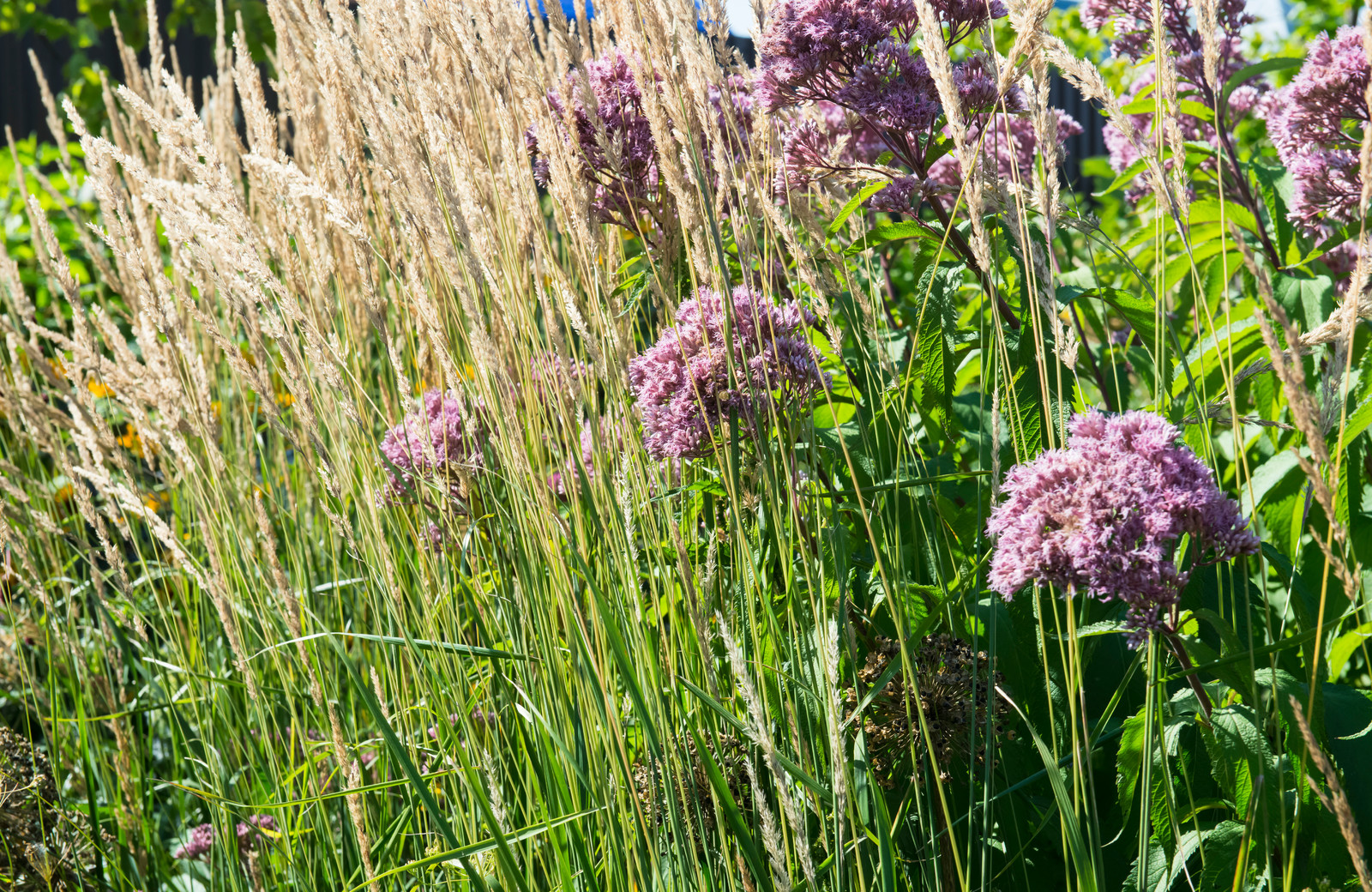 Большой сад в пригороде