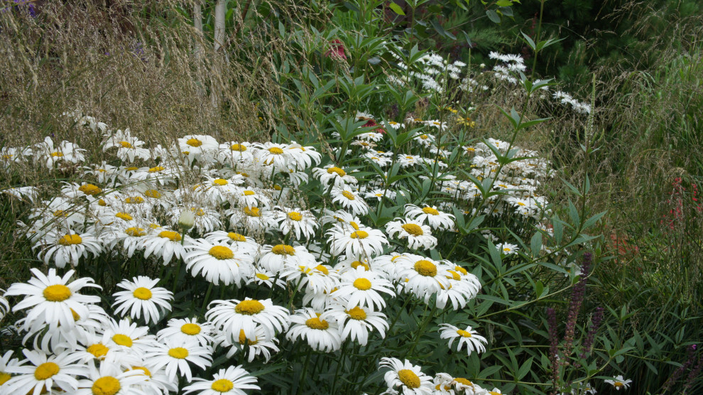 Прохорово лето 2017