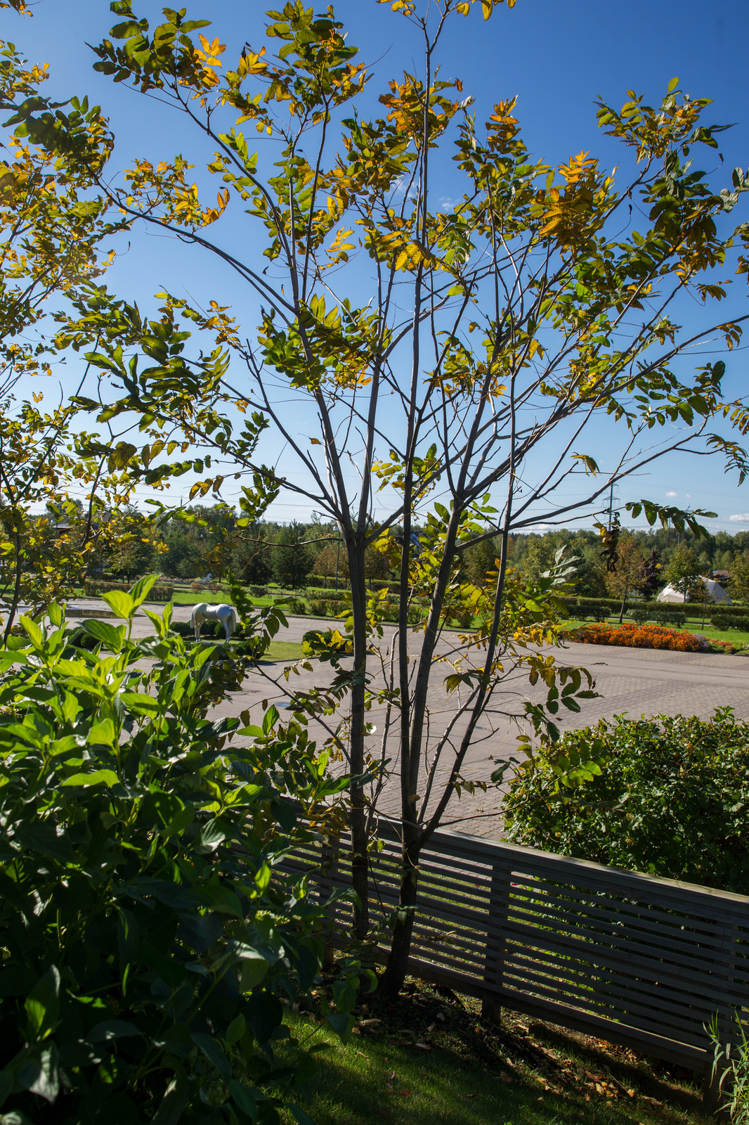 Сад на Пятницком шоссе.  Дизайнер Лариса Юрова