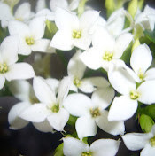 Ирина Лучкова