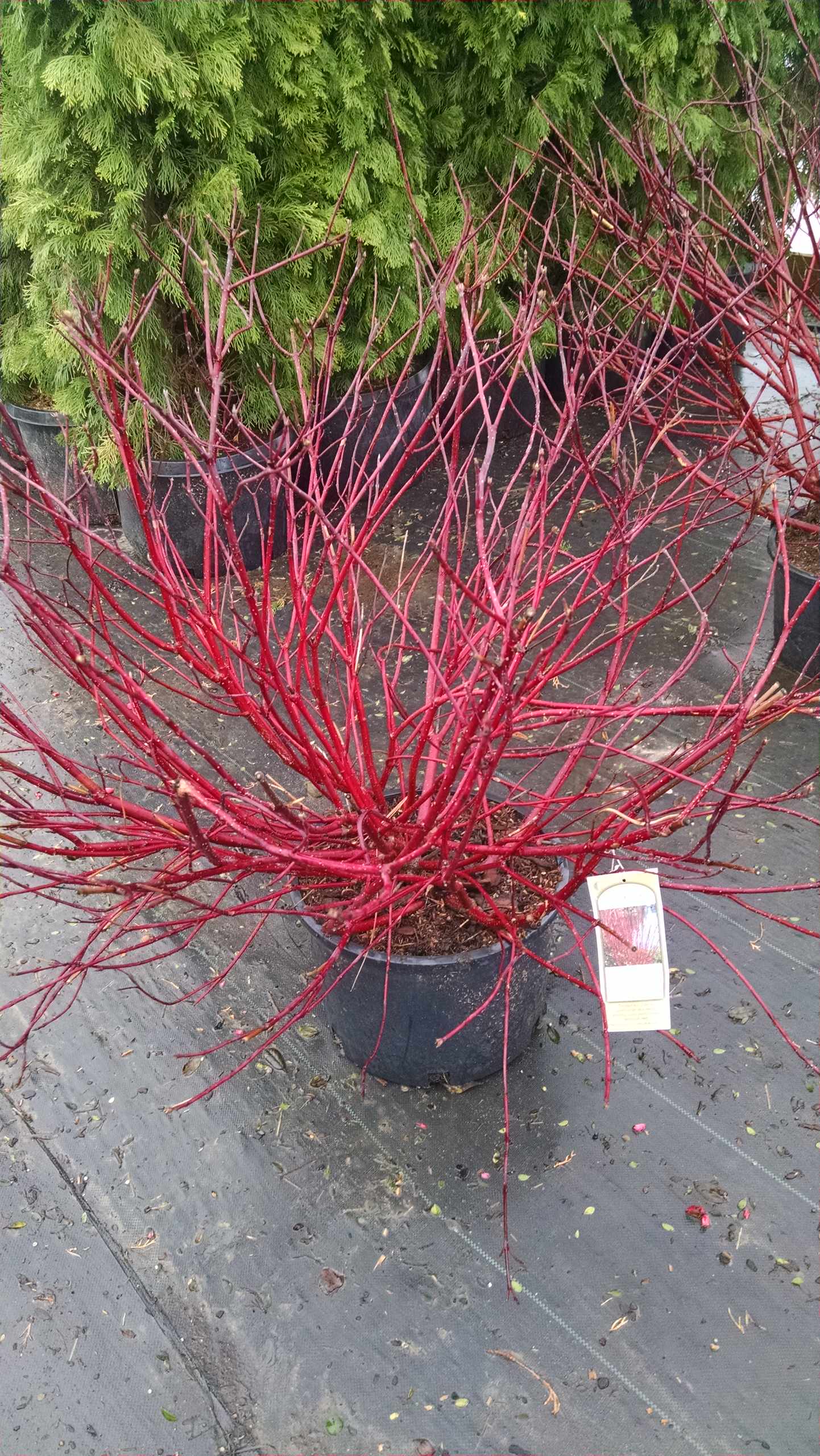 Вопрос: Как выбирать растения для сада