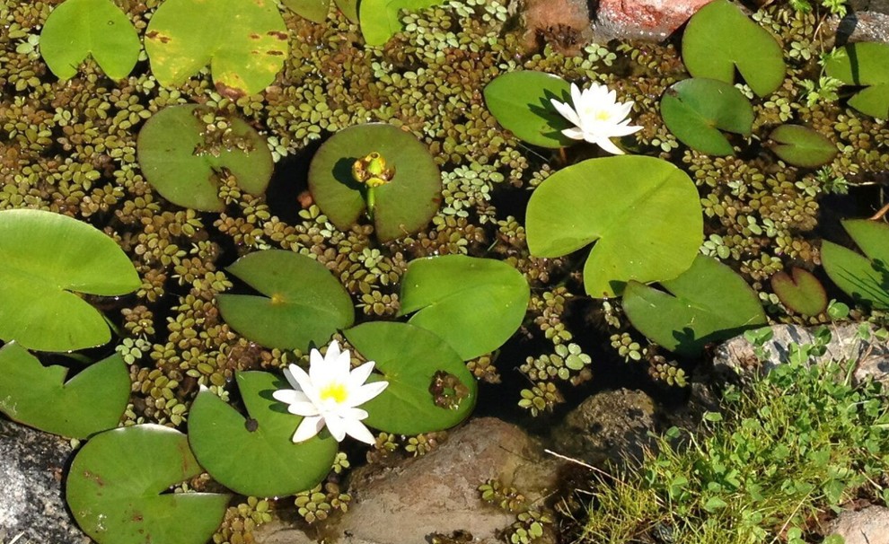 В гостях: Дом дизайнера и 4 сотки сада в Калининграде