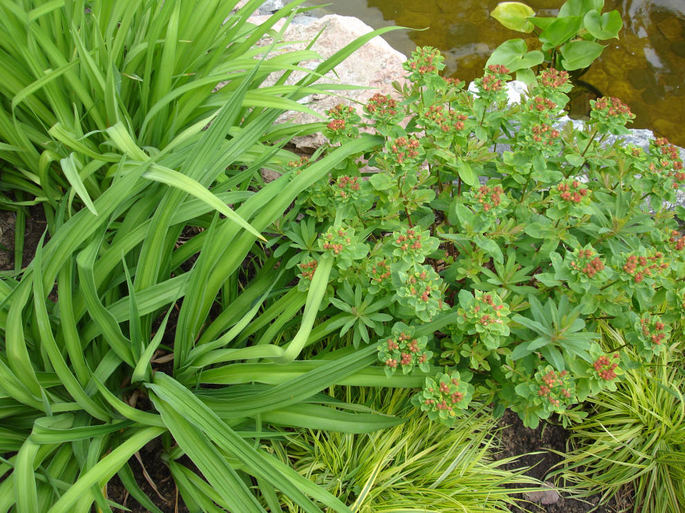 Сад с водопадом. Калчуга 2006 г