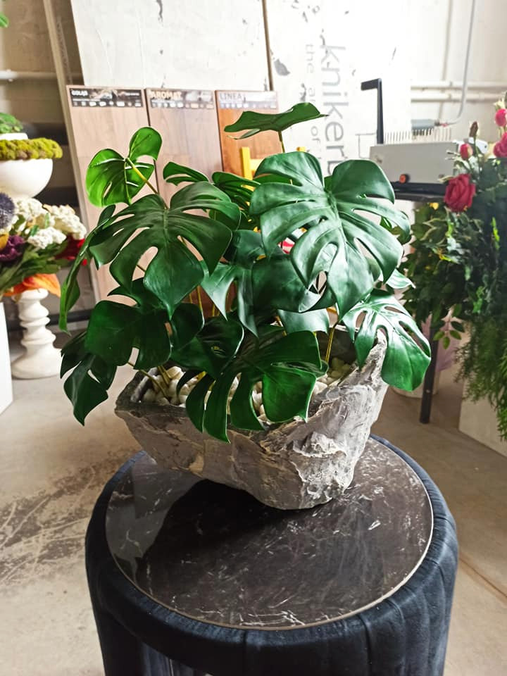 Обложка проекта: Монстера для частного интерьера