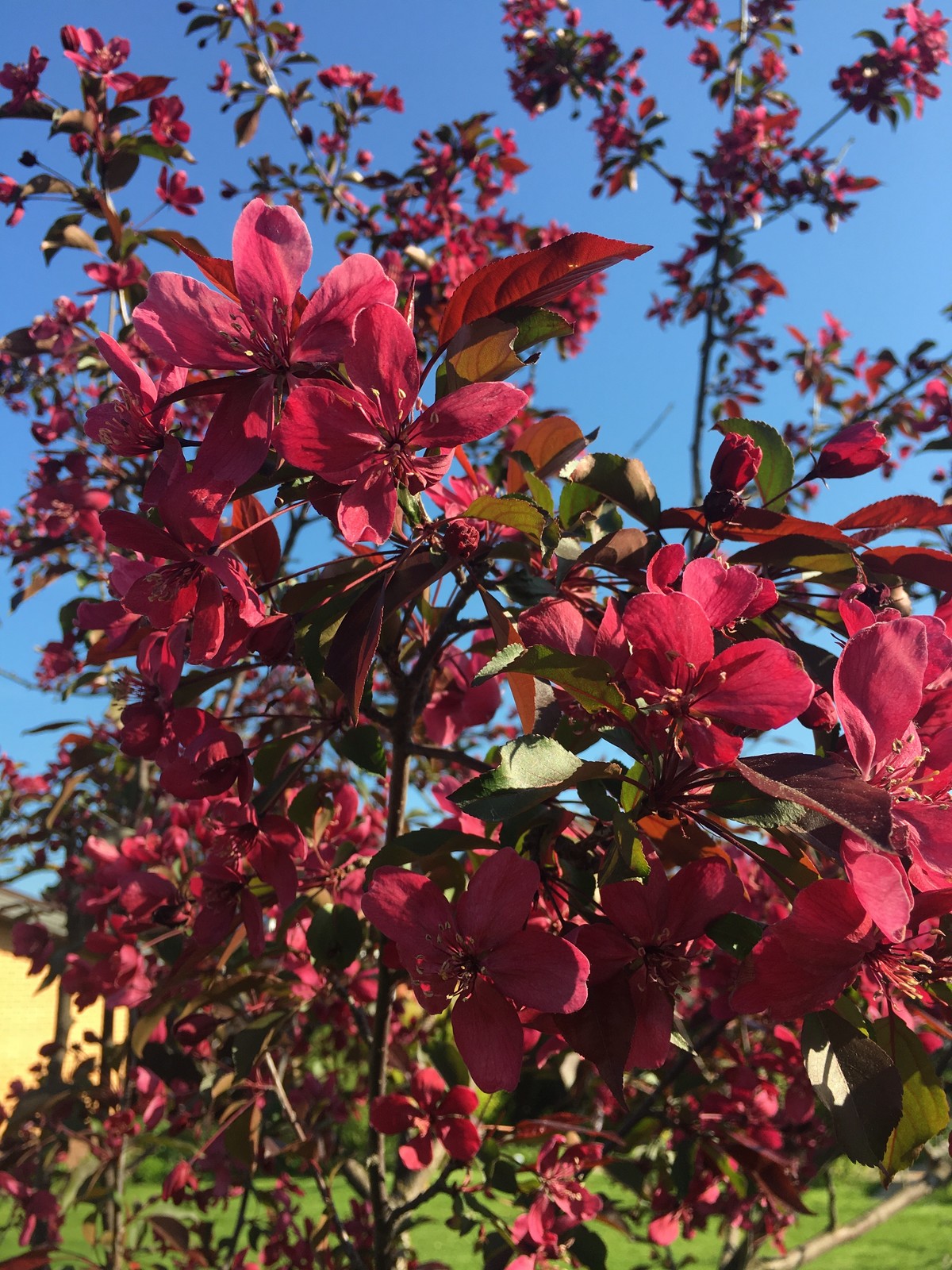 Личный опыт: Как перевезти взрослый сад на другое место