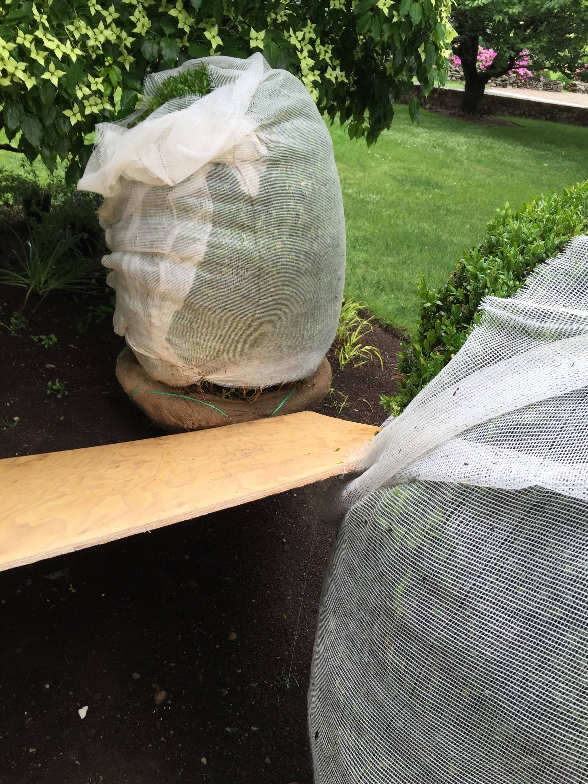 Осенний сад: Критерии выбора посадочного материала