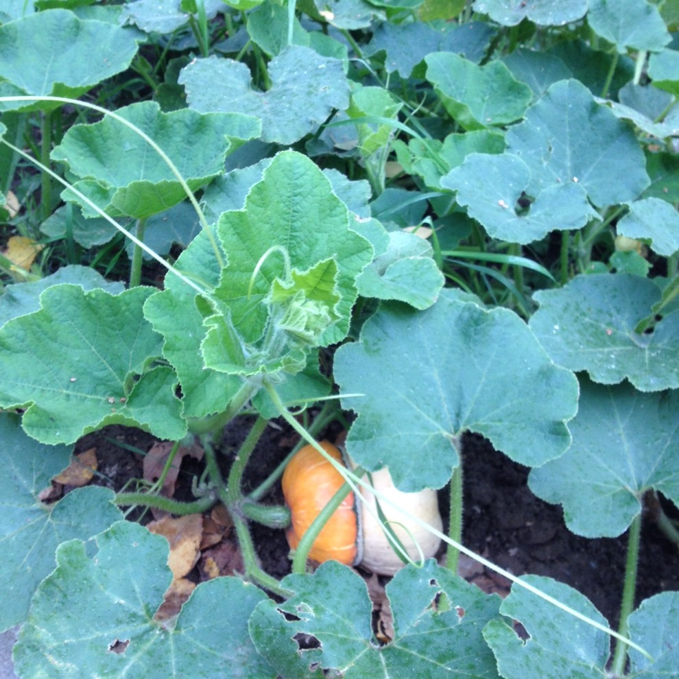 Увей меня нежно: Сажаем вьющиеся растения у забора, беседки и перголы