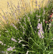 Екатерина Симонян