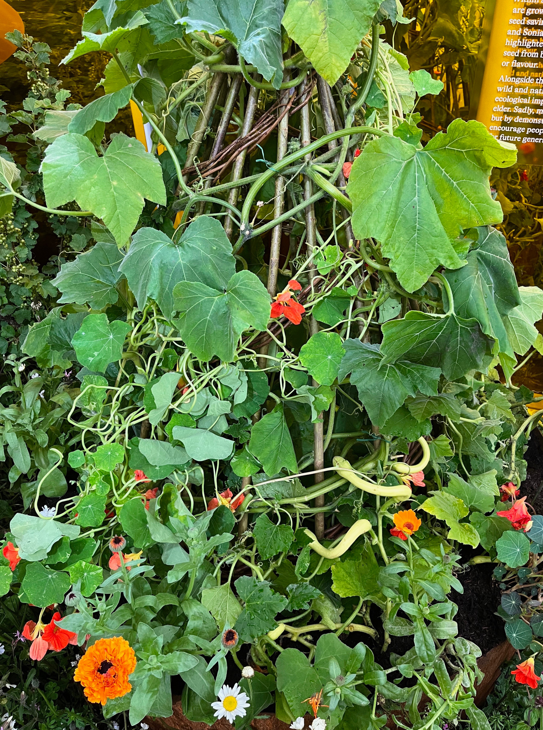 Выставка в Челси: 7 вдохновляющих идей для маленьких садов