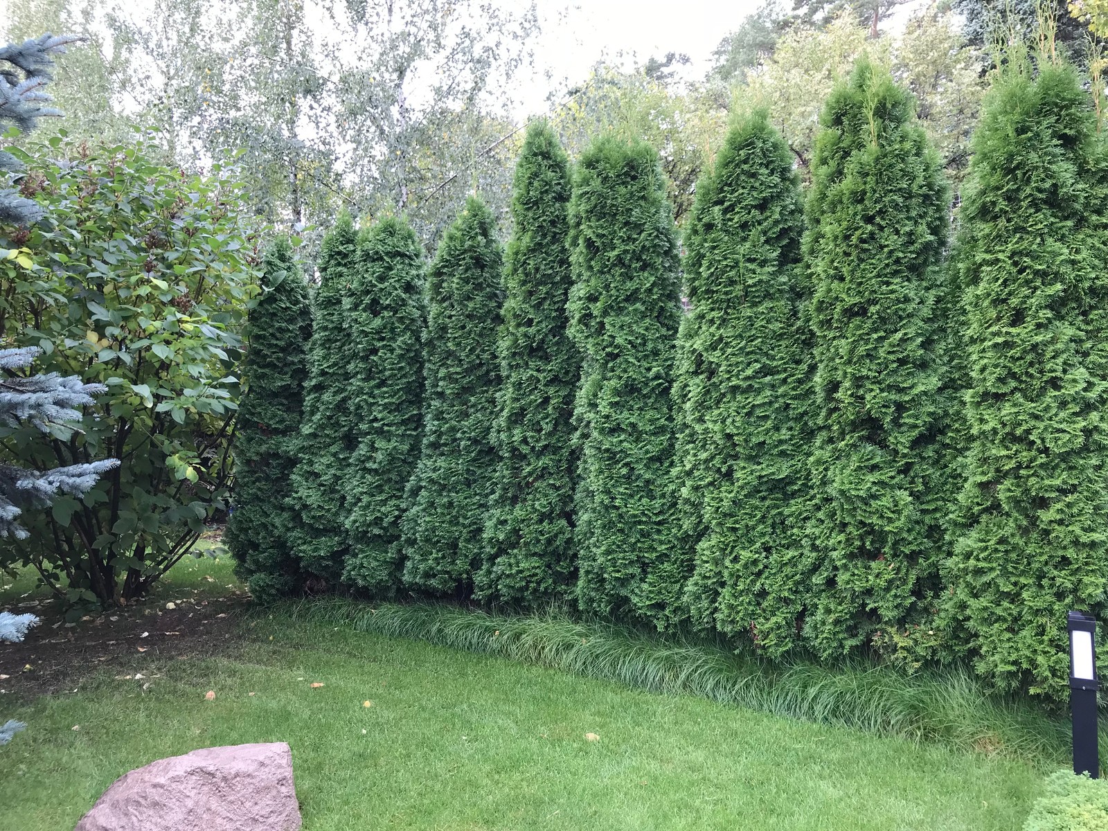 Зелёный лес