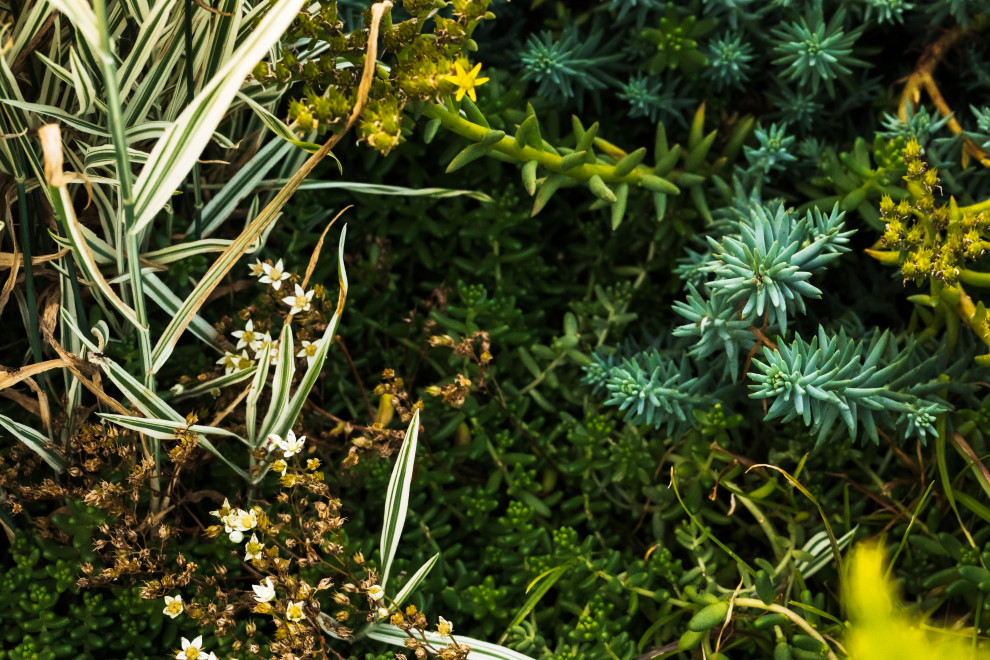 Сад Алгоритм