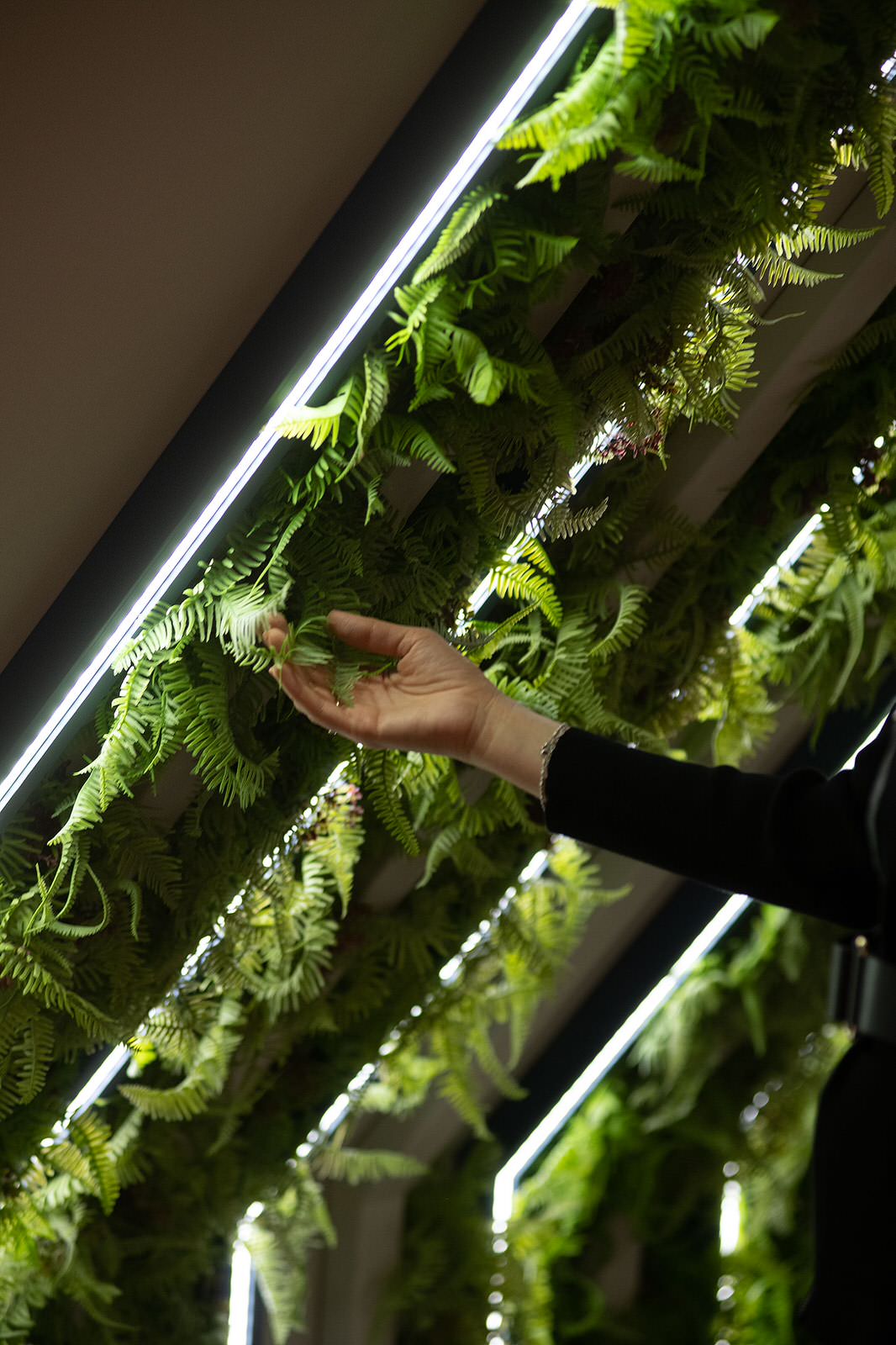 Мансарда. Фазенда Лайф