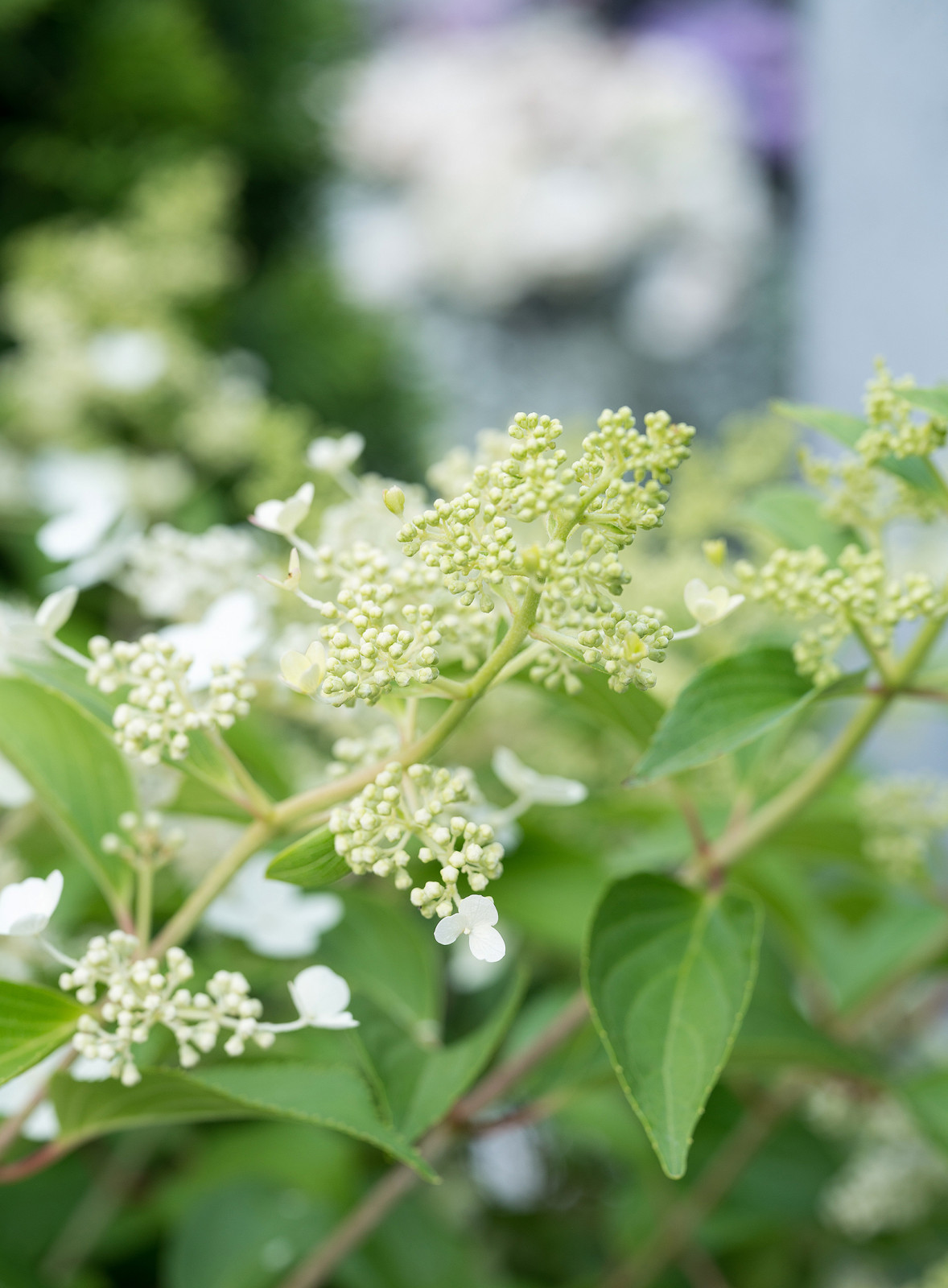 Сад Оксаны Хебородовой Гран-При на Москоу Флауер Шоу ( "Cад Вячеслава Зайцева")