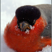 Гарун Султанов