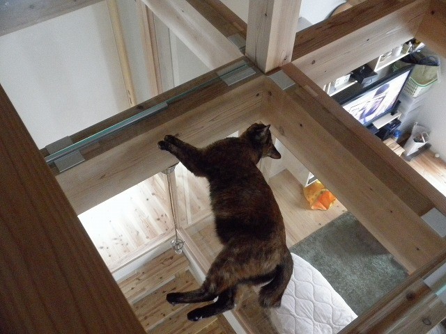 Мир дизайна: 10 счастливых питомцев и их места обитания в доме