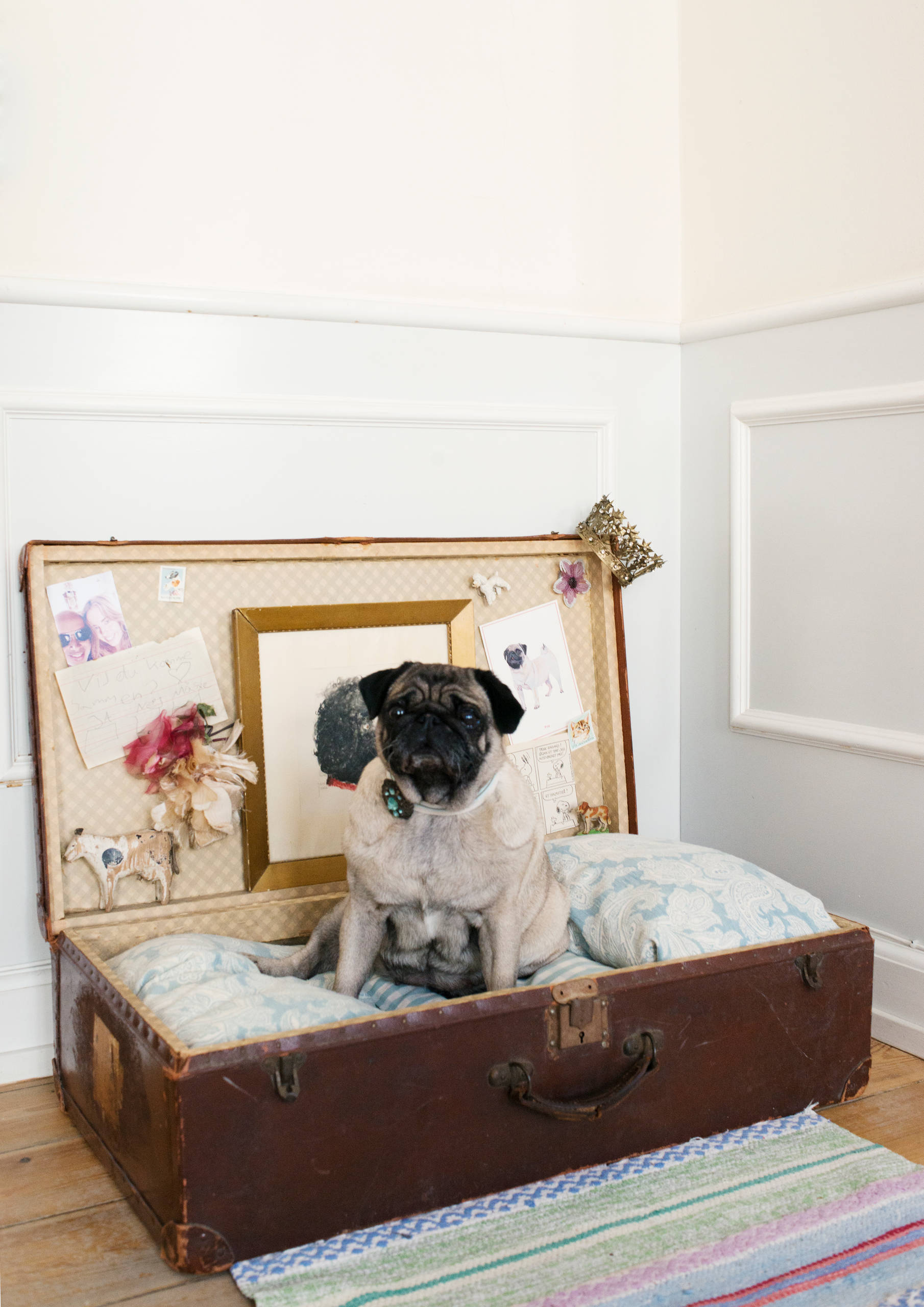 Мир дизайна: 10 счастливых питомцев и их места обитания в доме