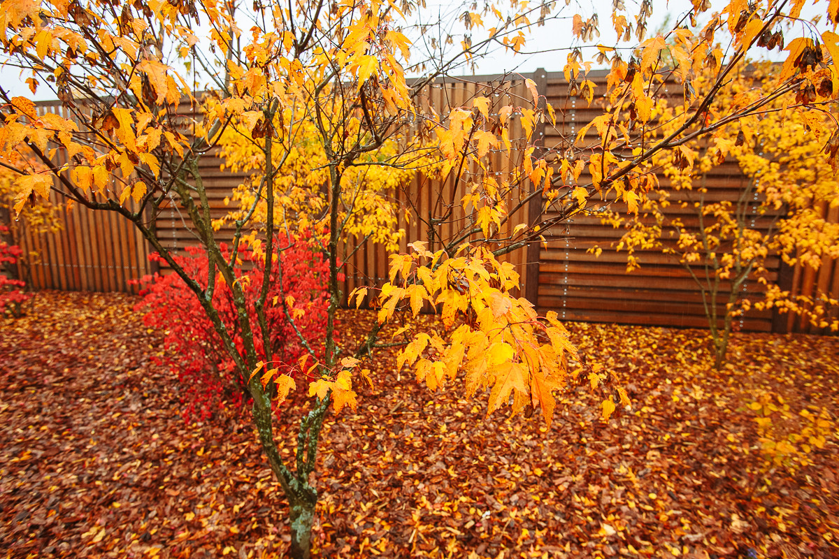 Сад с румянцем