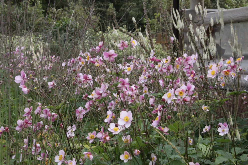 Злаковые цветники