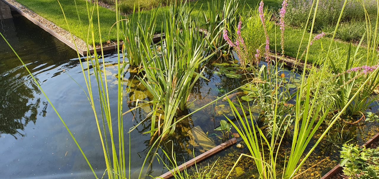 Водоемы и бассейны в саду