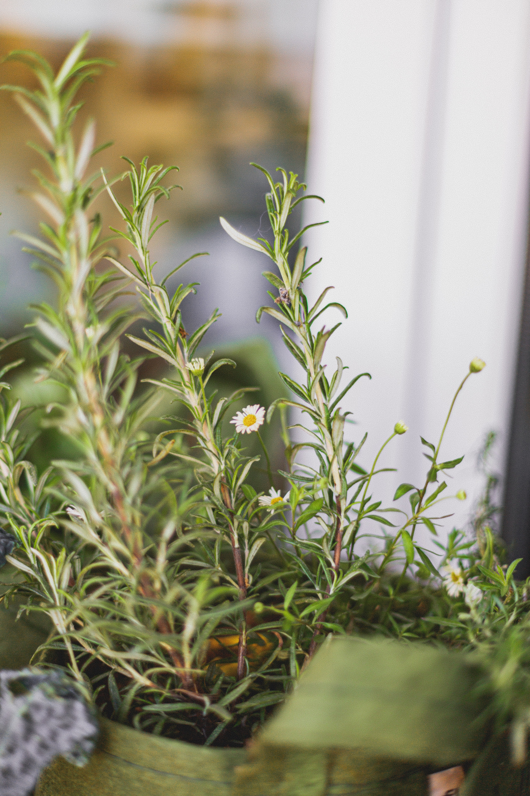 6 проектов: Что сажают на своих балконах французы