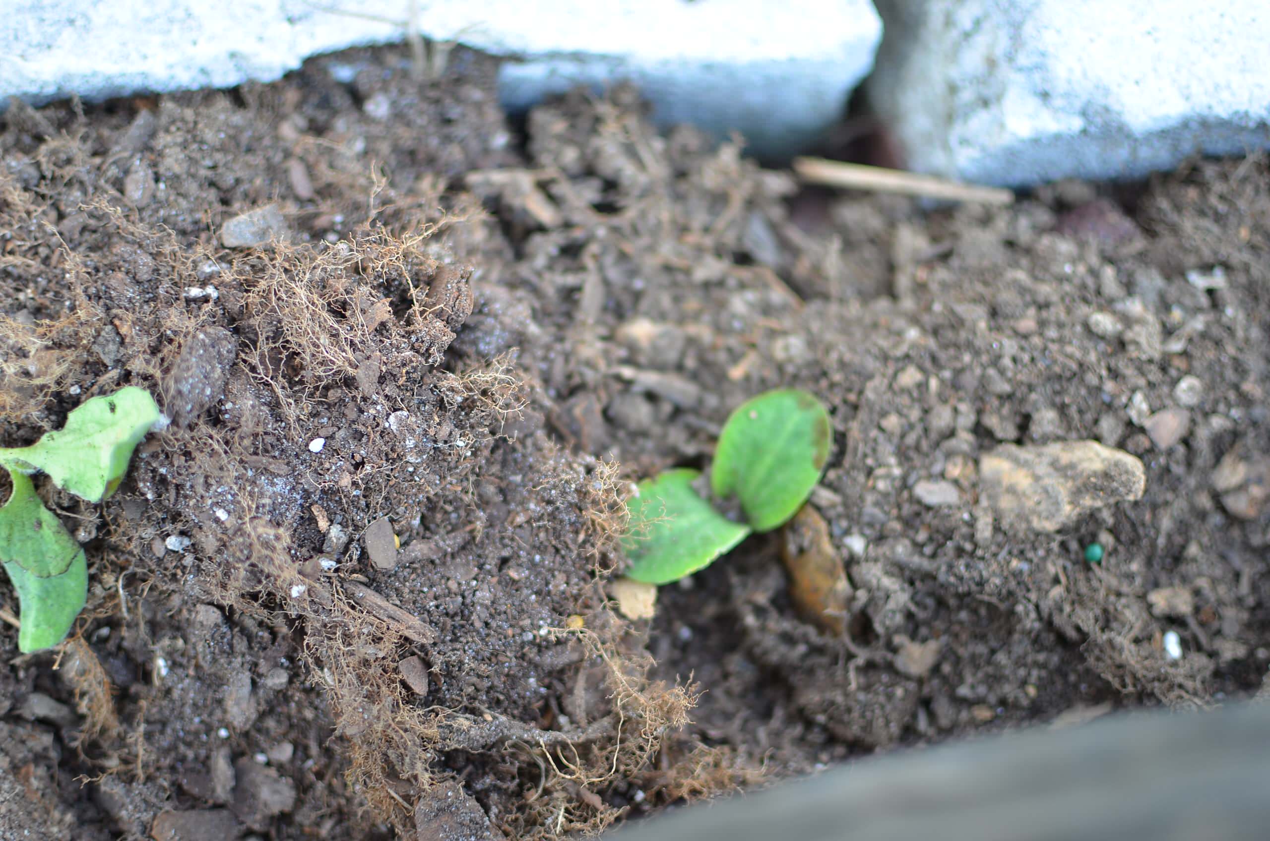 Для новичков: Когда сеять семена на рассаду — гид по месяцам
