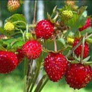 Вероника Беликова