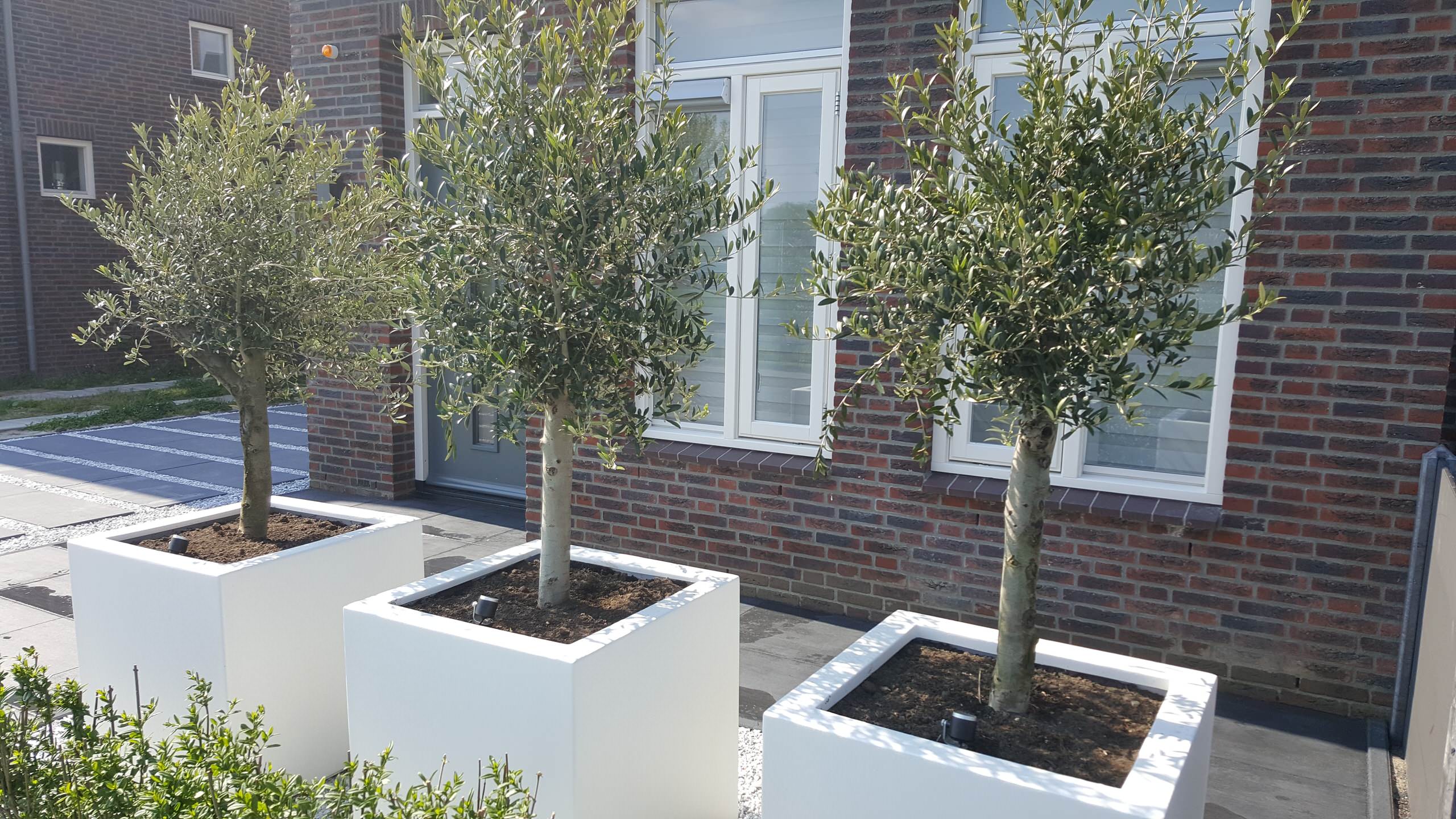 Вопрос: Можно ли вырастить полноценный сад в кадках