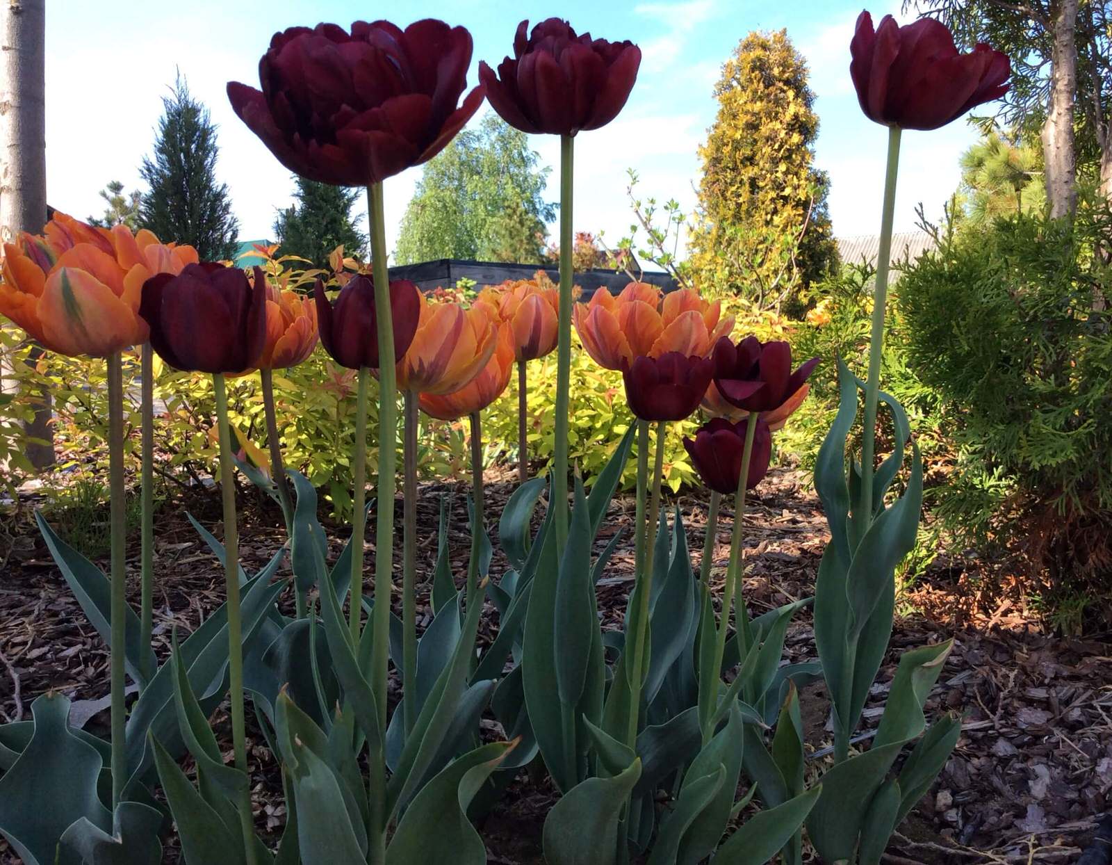 СНЫ О ЧЕМ_ТО БОЛЬШЕМ...