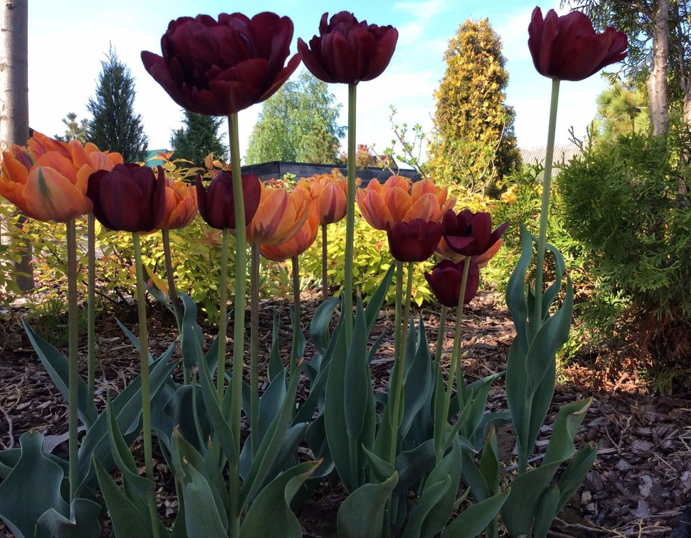 Обложка проекта: СНЫ О ЧЕМ_ТО БОЛЬШЕМ...