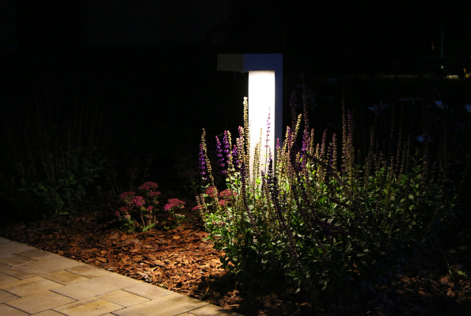 Петровское, ночной сад, 2018-2020 гг.