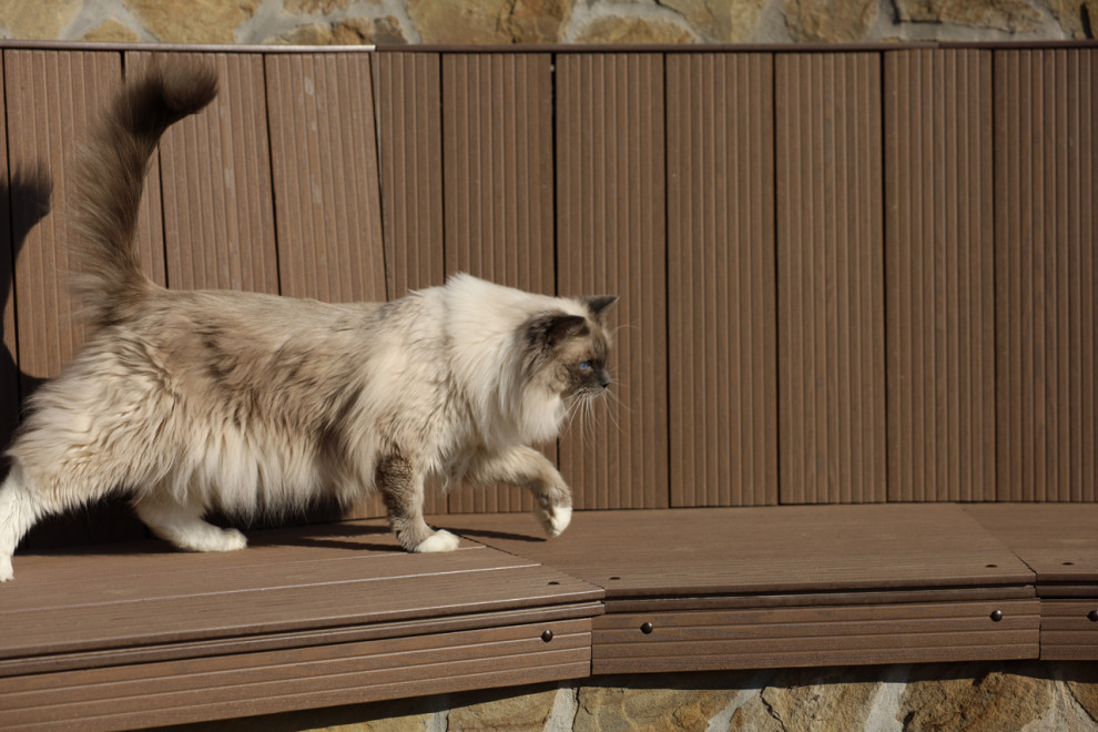 Сад для черной кошки и белого кота