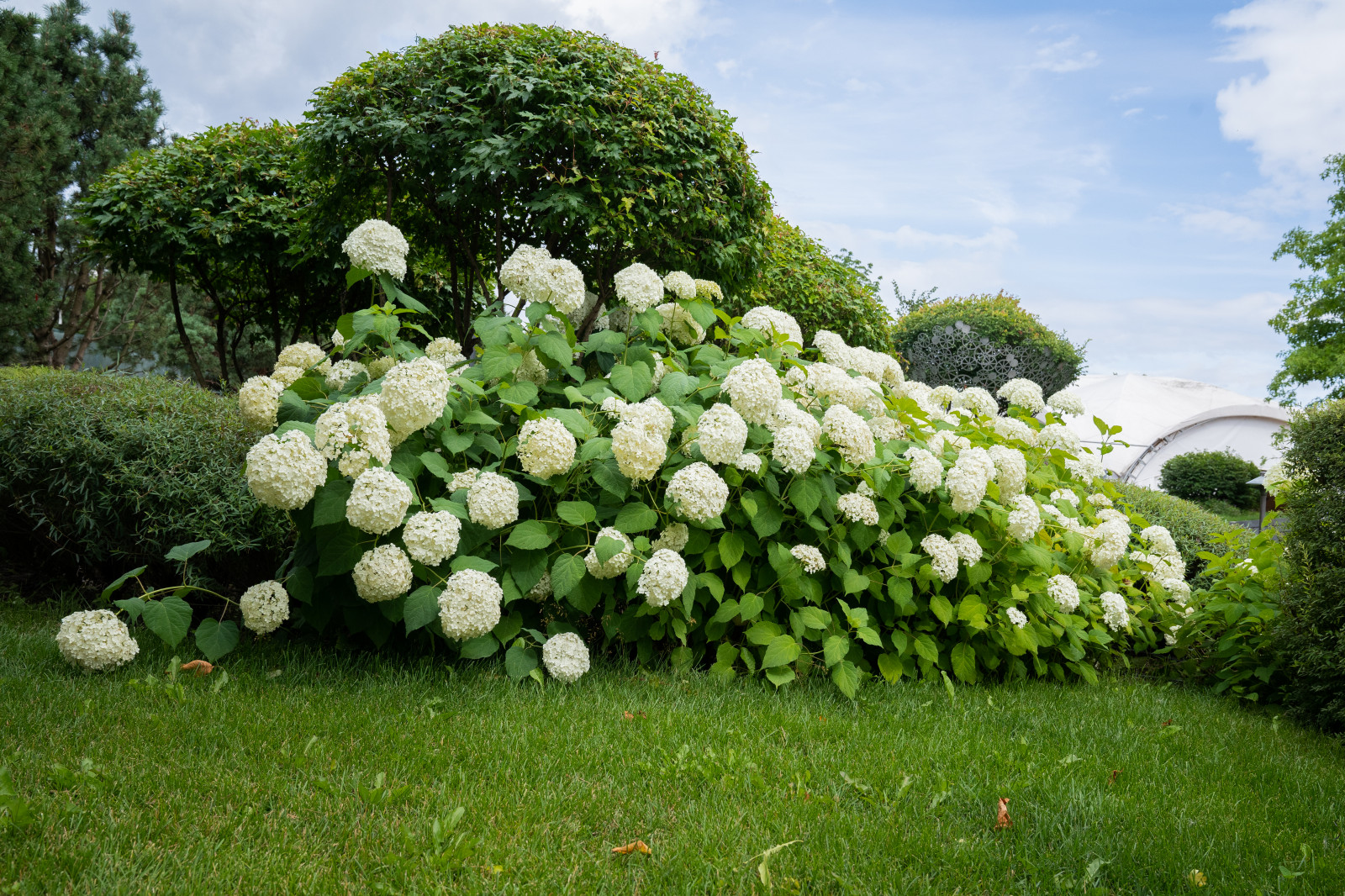 Гортензии для сада премиум-класса