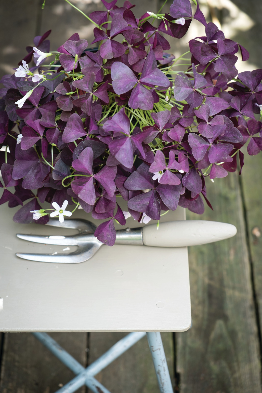 Хотите — верьте: Цветы, приносящие счастье и любовь в дом